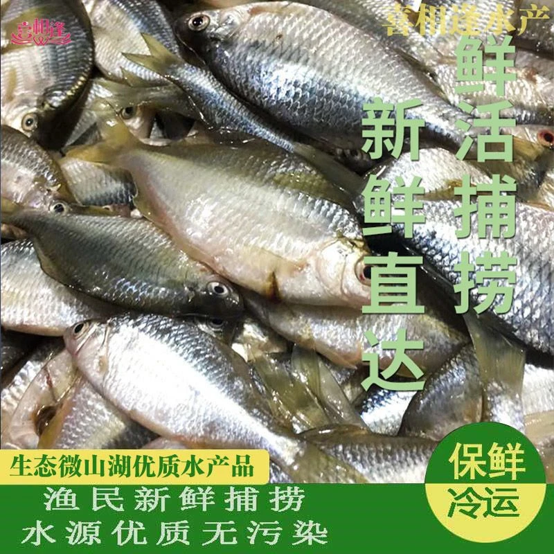 野生溪流鳑鲏鱼新鲜现杀