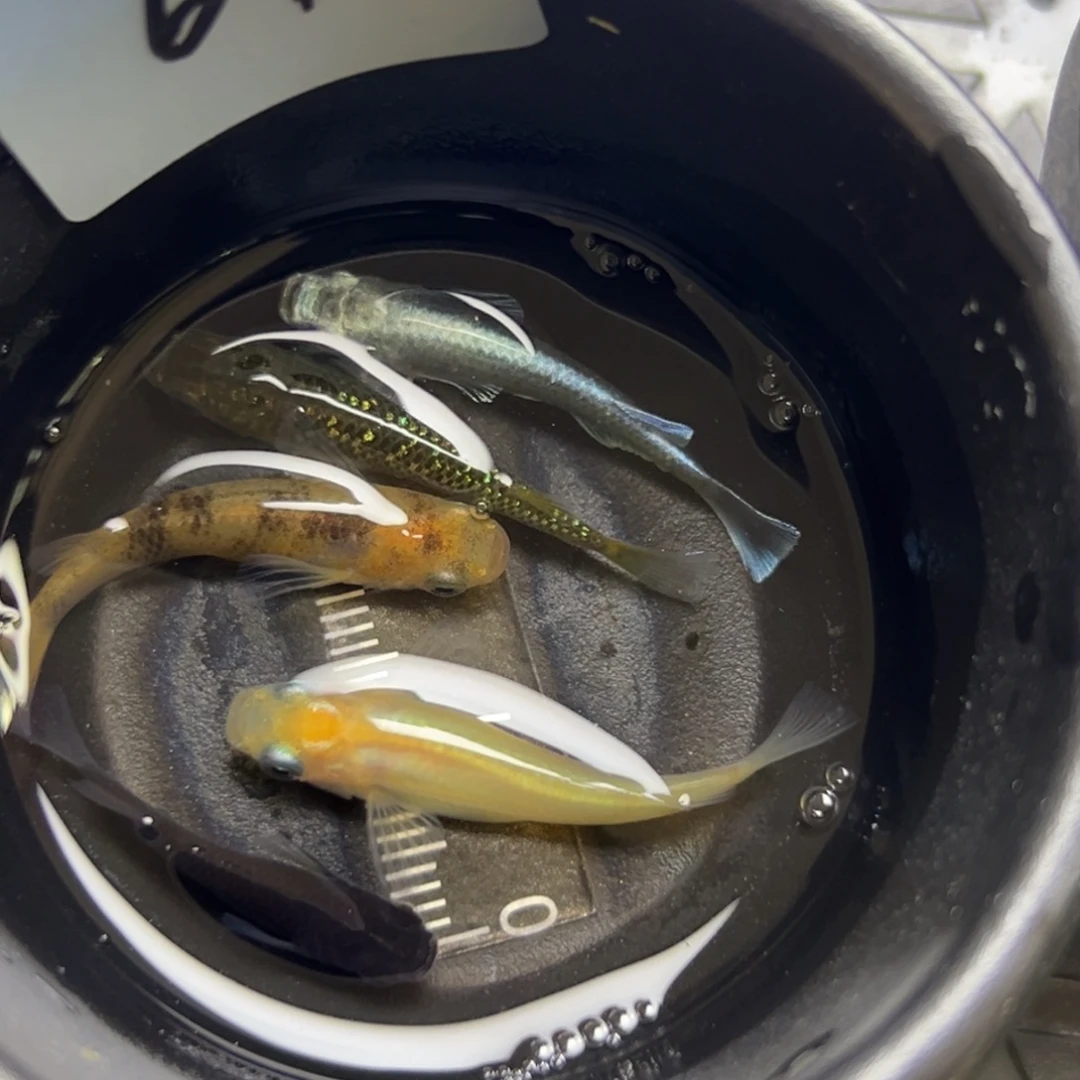 青鳉鱼64。