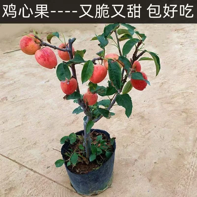 【锦绣海棠】鸡心果海棠南北方养殖