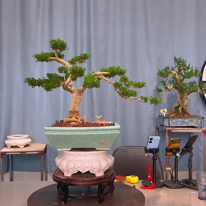 无花朵广东皱皮雀舌黄杨