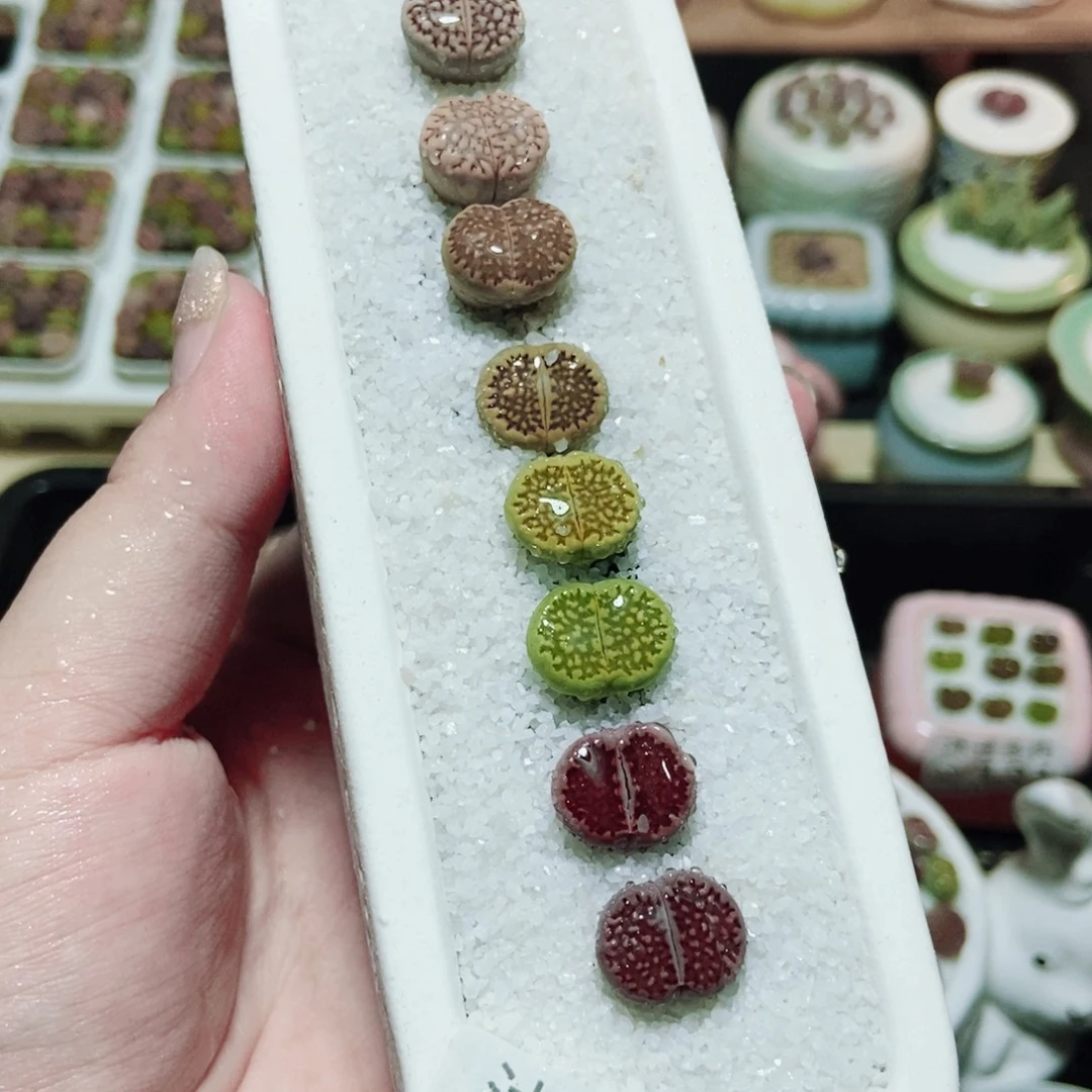 一物一拍 所见即所得666