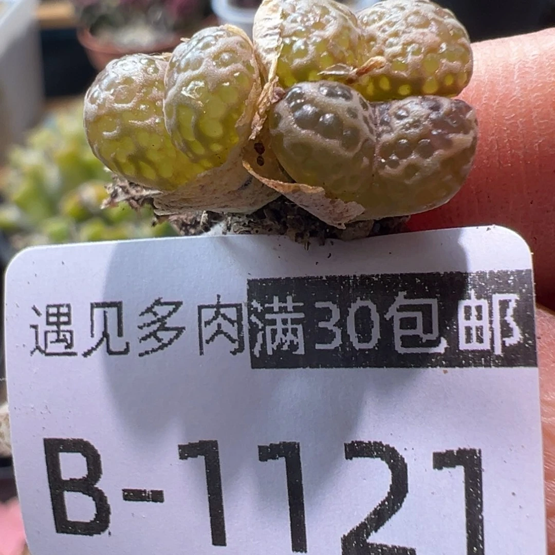 多肉植物11111111111111
