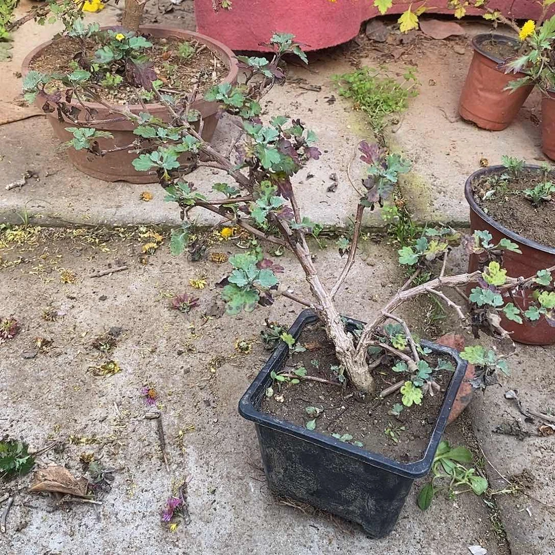 王***】完全开放盆景露骨了