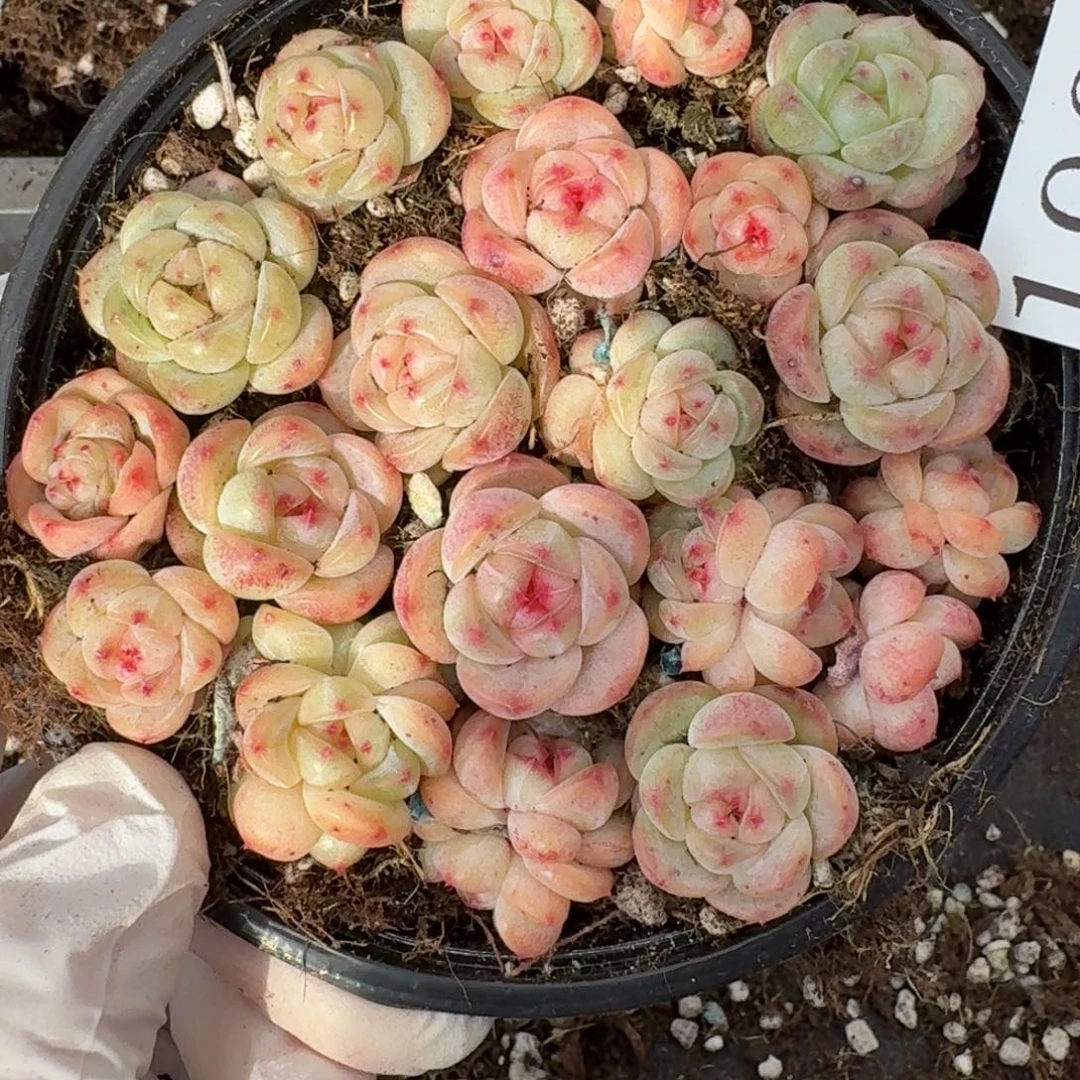 多肉植物多肉植物198