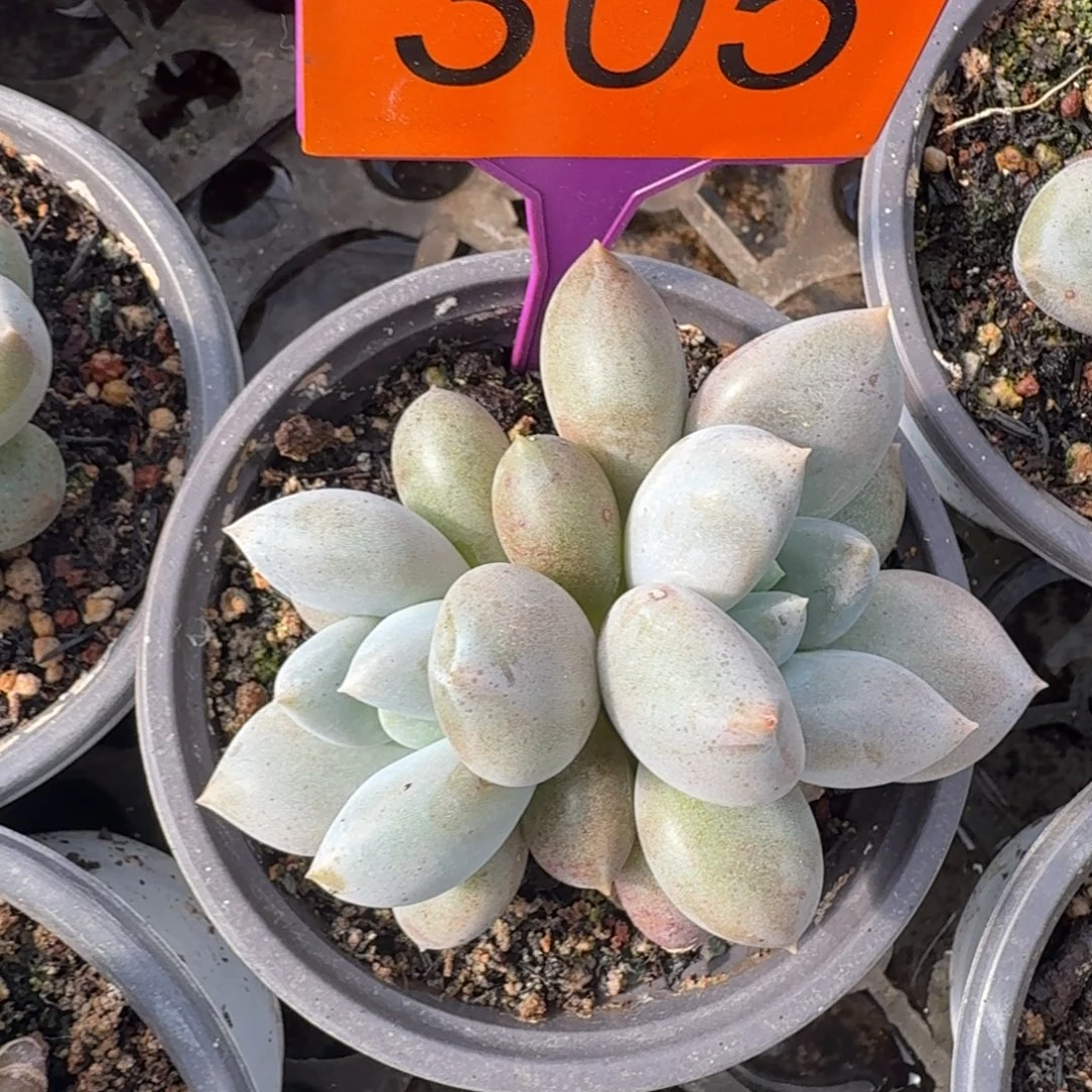 哥特一物一拍305’