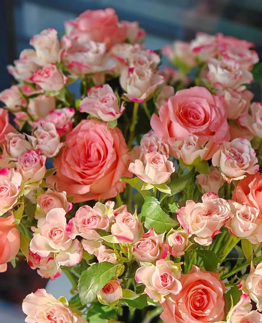 A2套餐：戴安娜+洛神+香水百合+折射+康乃馨+洋桔梗+黄莺