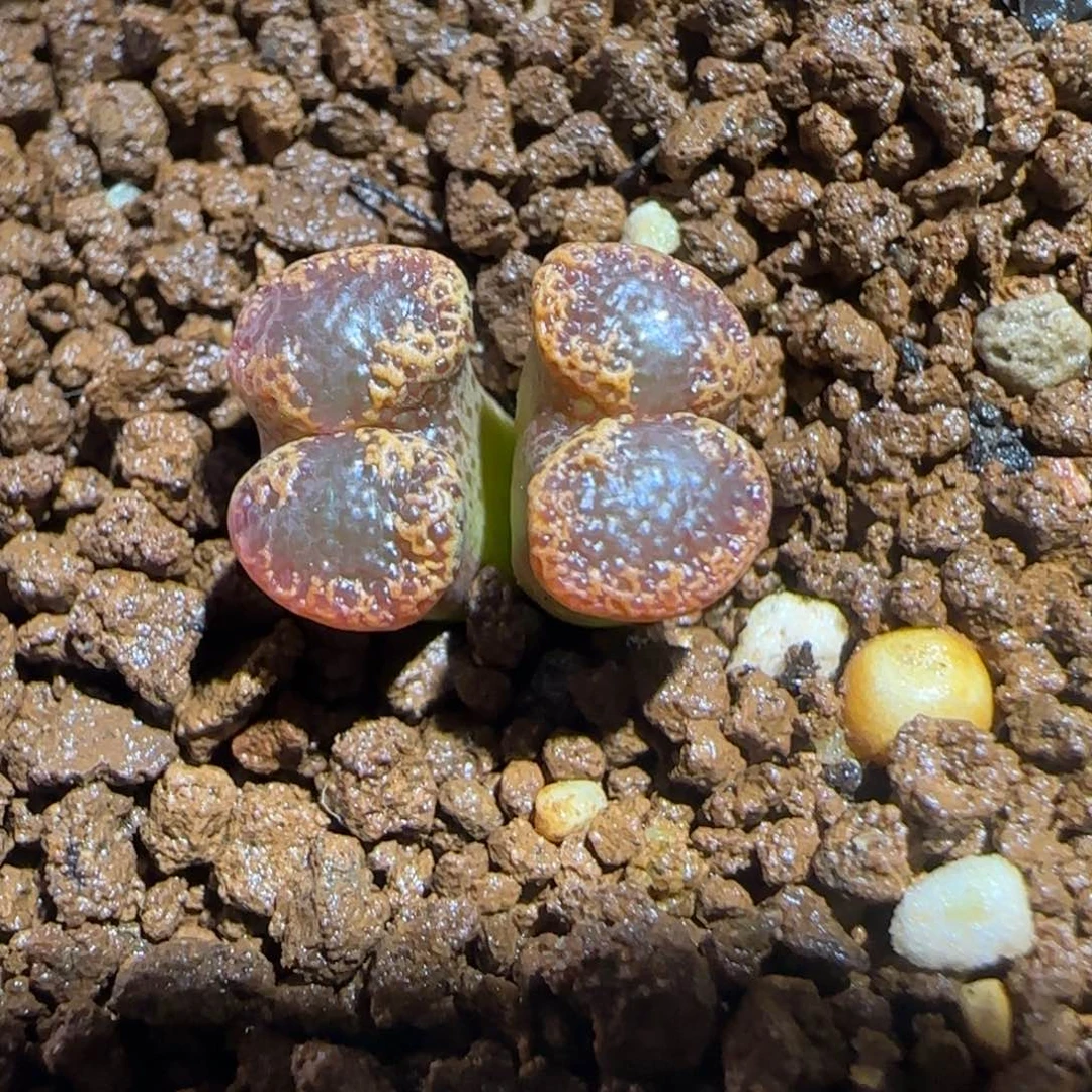 肉锥多肉植物组合-勋章747