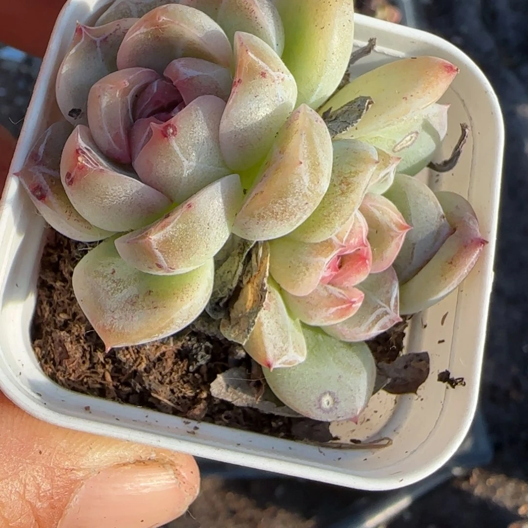 多肉小卡拉米糖心一物一拍