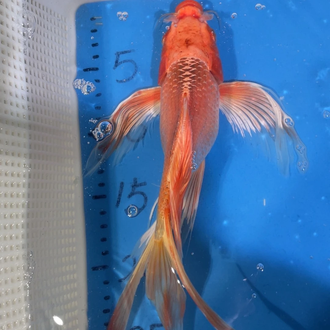 锦鲤蝴蝶锦鲤包邮