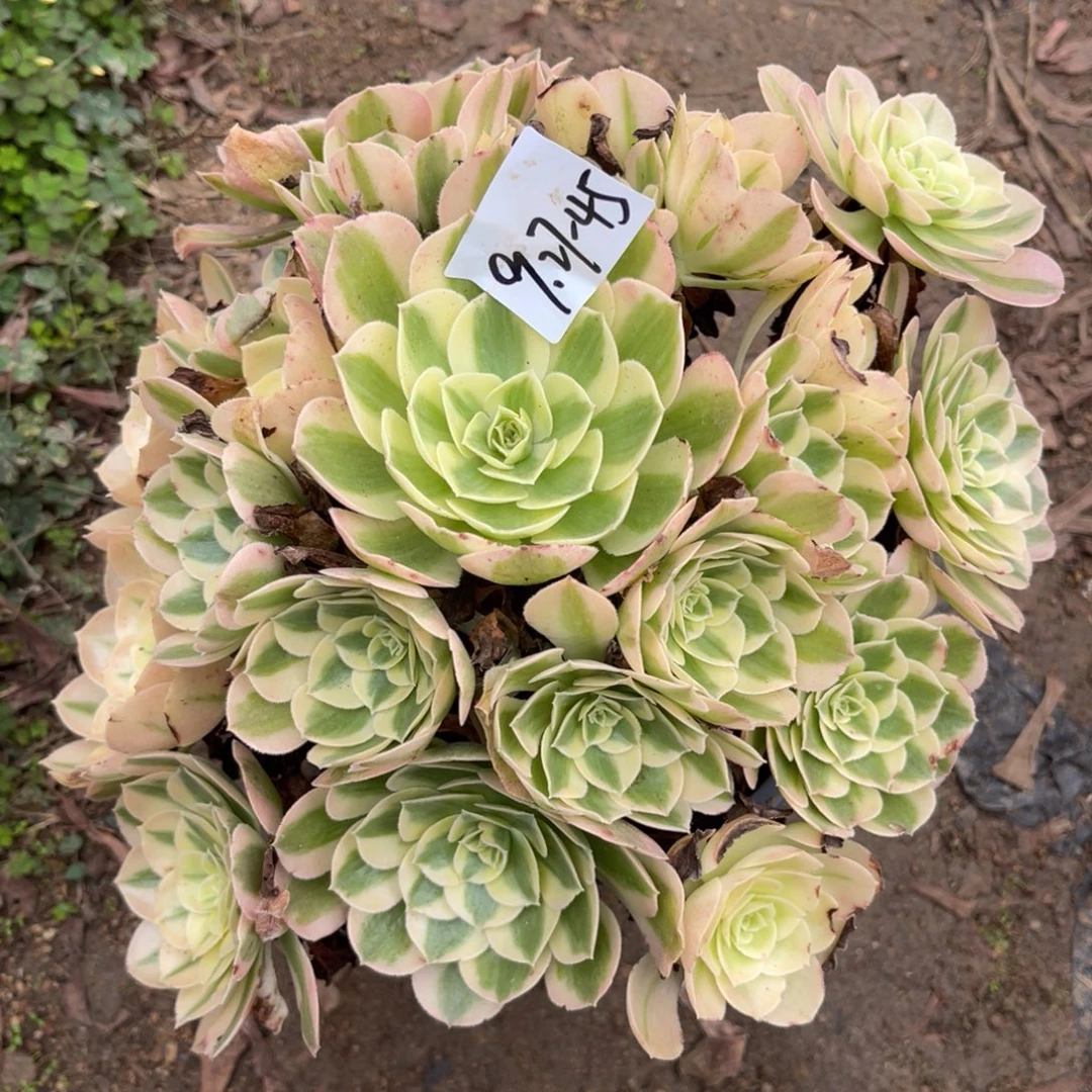 9.27-45玉资手捧多肉