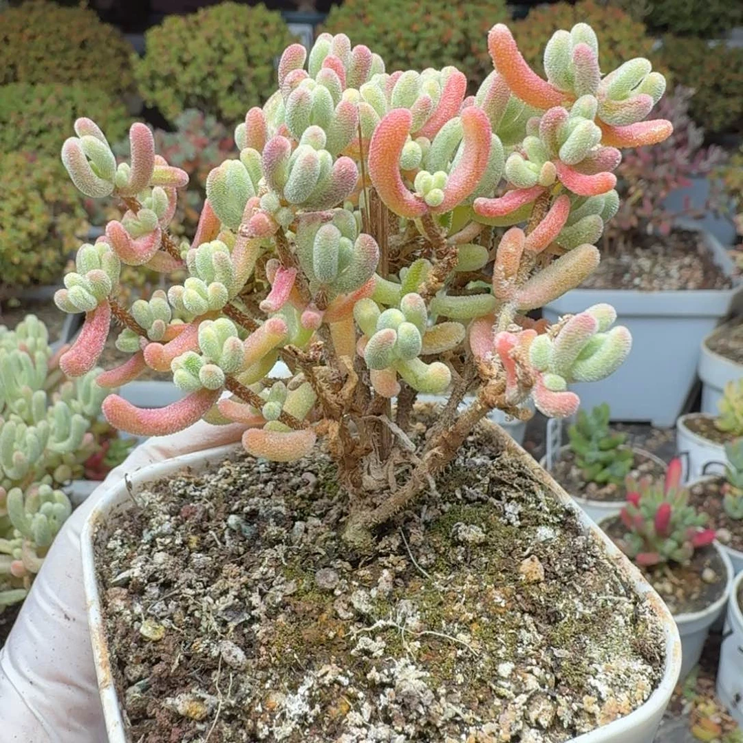 556橙叶白锦一物一拍