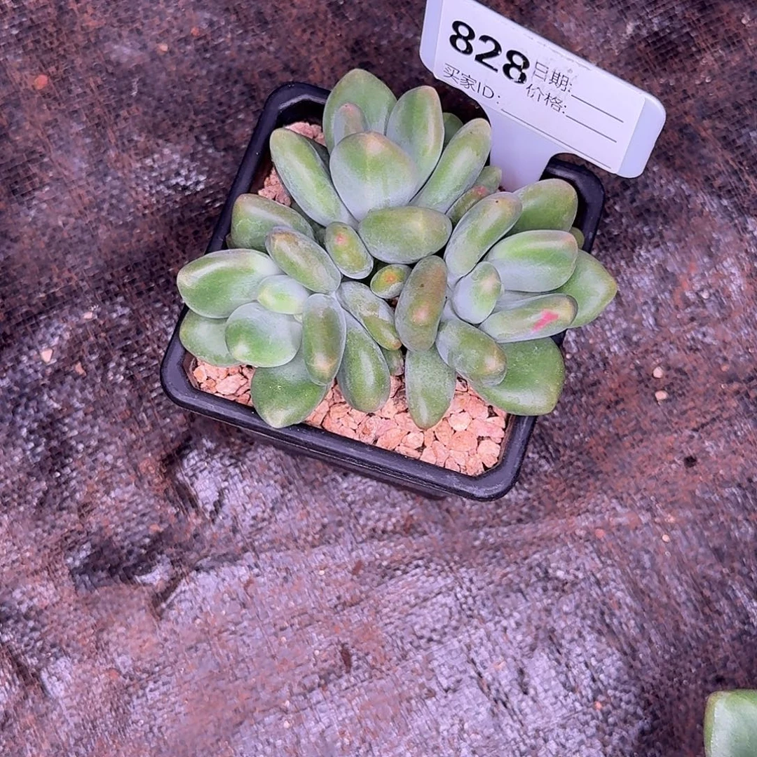 喵****828X多肉植物多肉植物