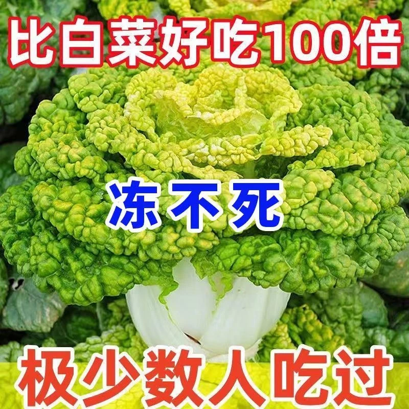 耐寒黄心乌塌菜种子黄心菜菊花心菜大白菜当季四季播蔬菜黄金乌