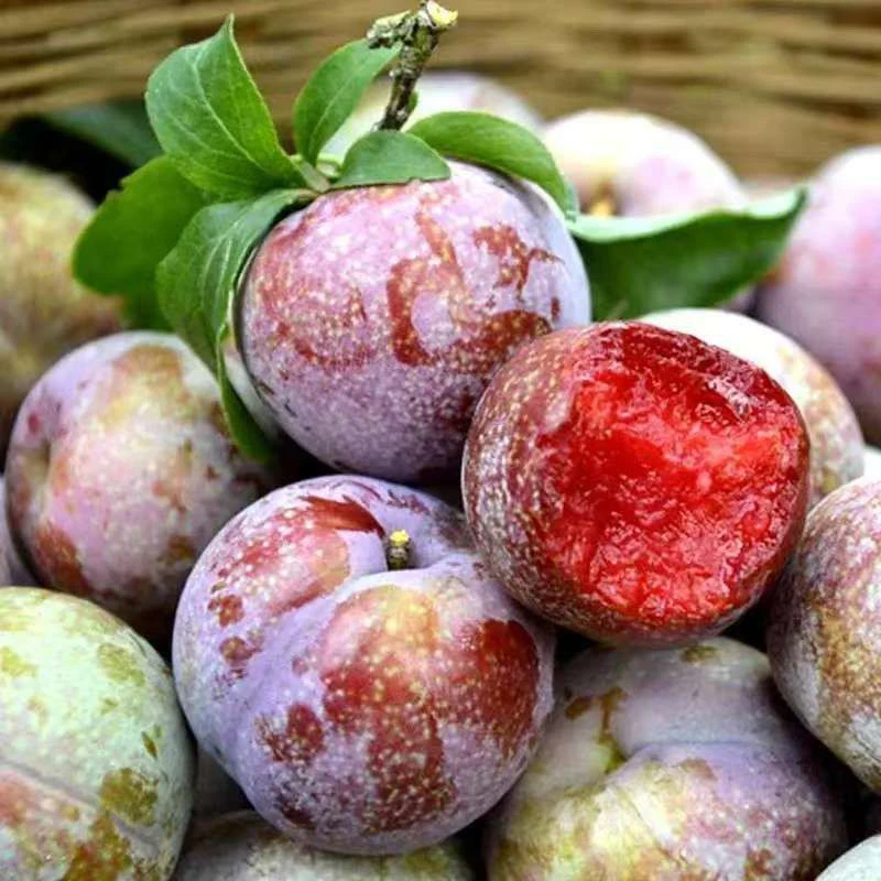 【现货酸脆爽口】广东三华李钱排孕妇水果1斤起顺丰包邮