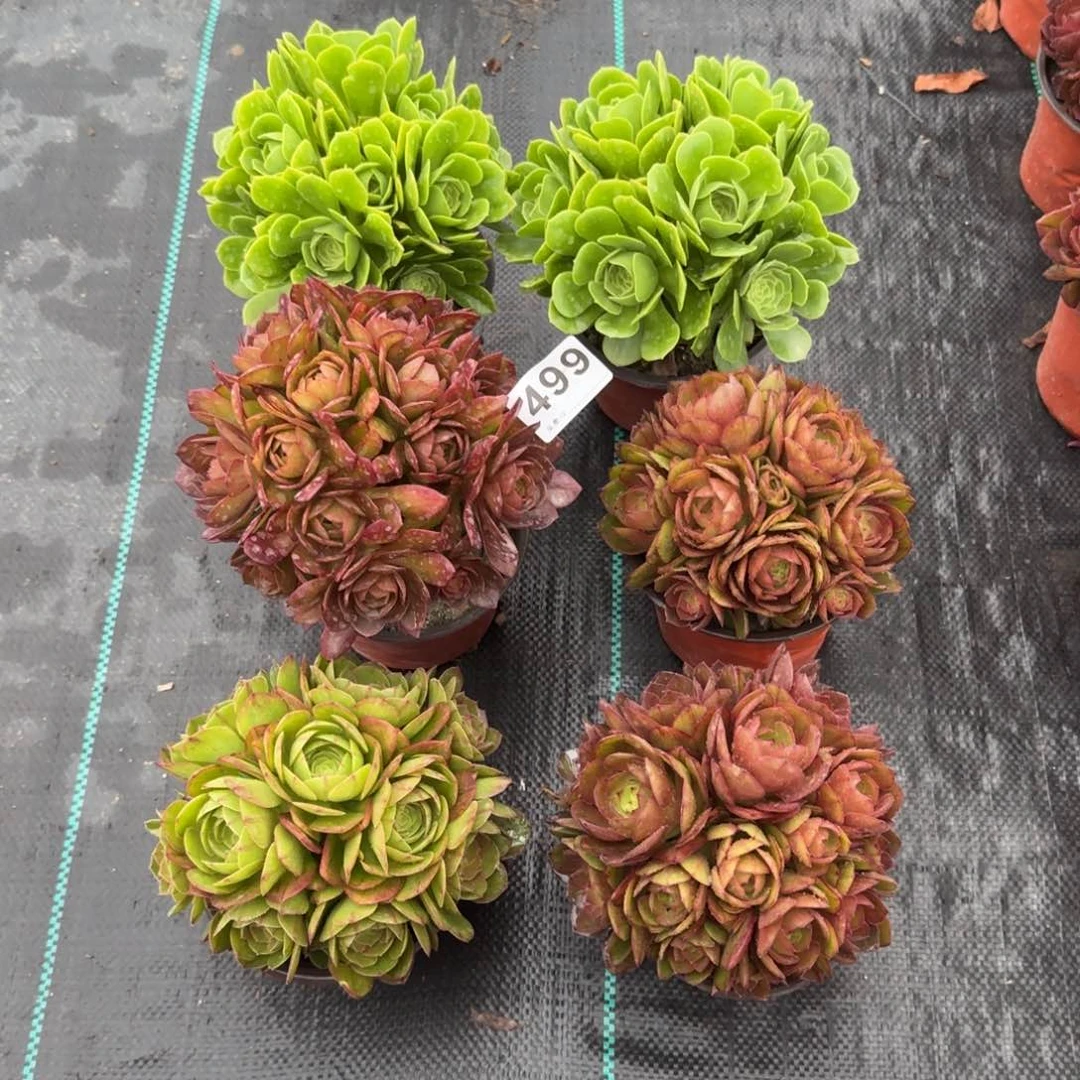 杨*生499多肉植物一组6棵