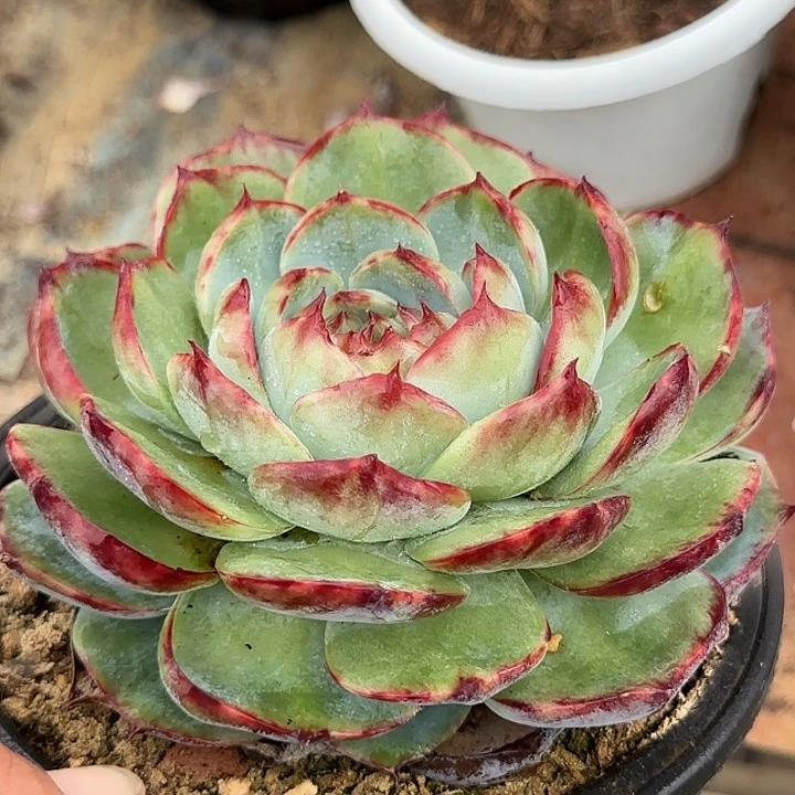 包子花脸惊鸿一物一拍包装收缩花旱
