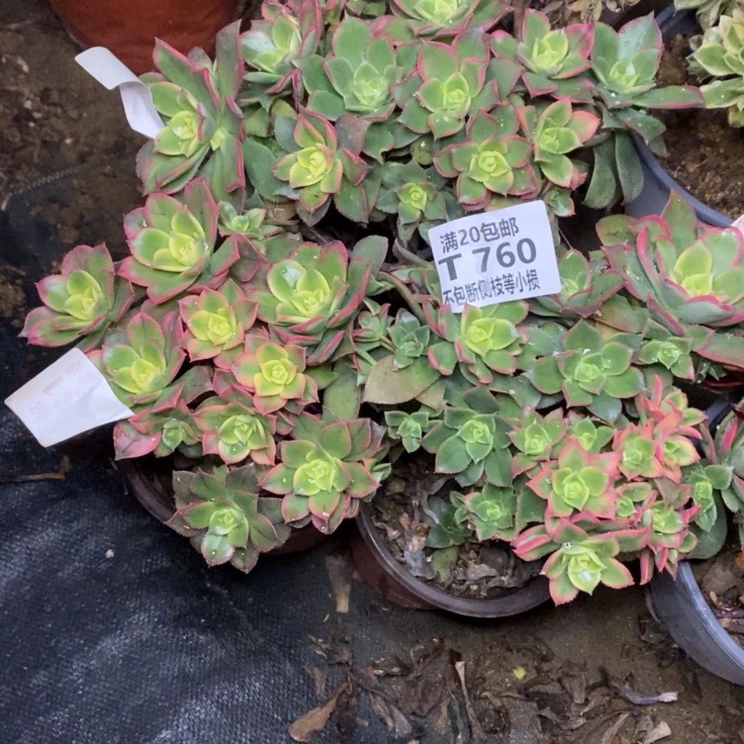 760艳日辉三棵多肉法师锦