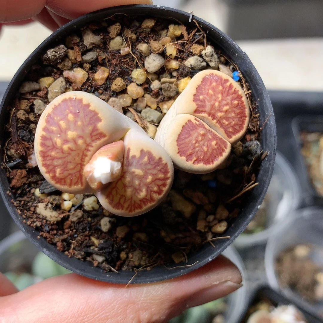 W249多肉植物保护