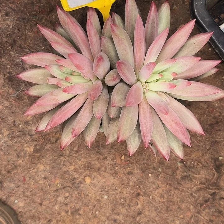 多肉植物虞美人941