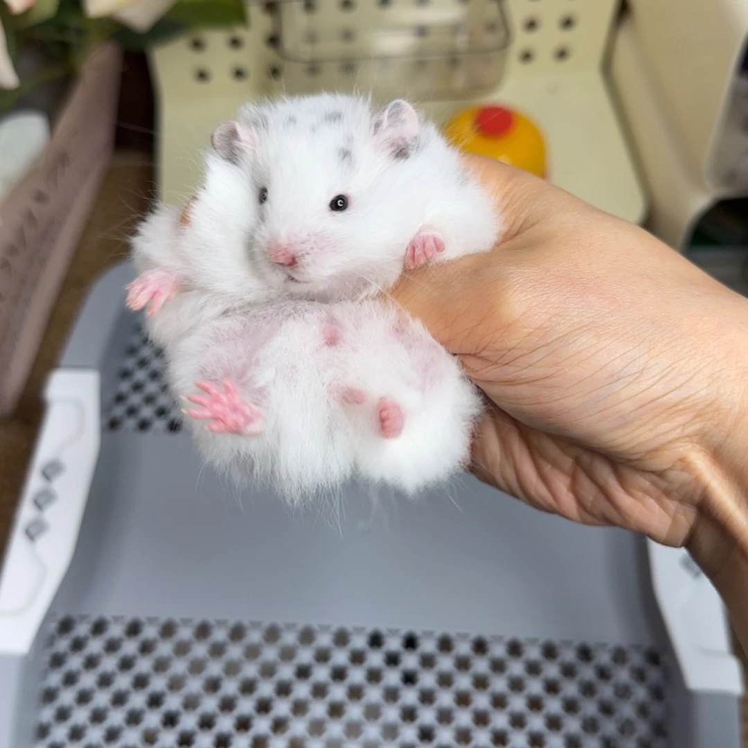 蓝雨点显斑妹妹9.18生日