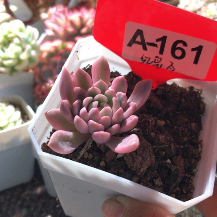 红宝石覆轮锦有根