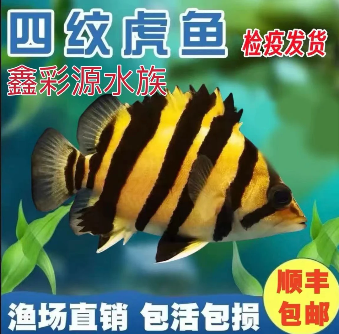 苏门答腊虎鱼活体苏虎苗龙鱼配鱼三纹虎泰虎鱼龙鱼配鱼大型鱼