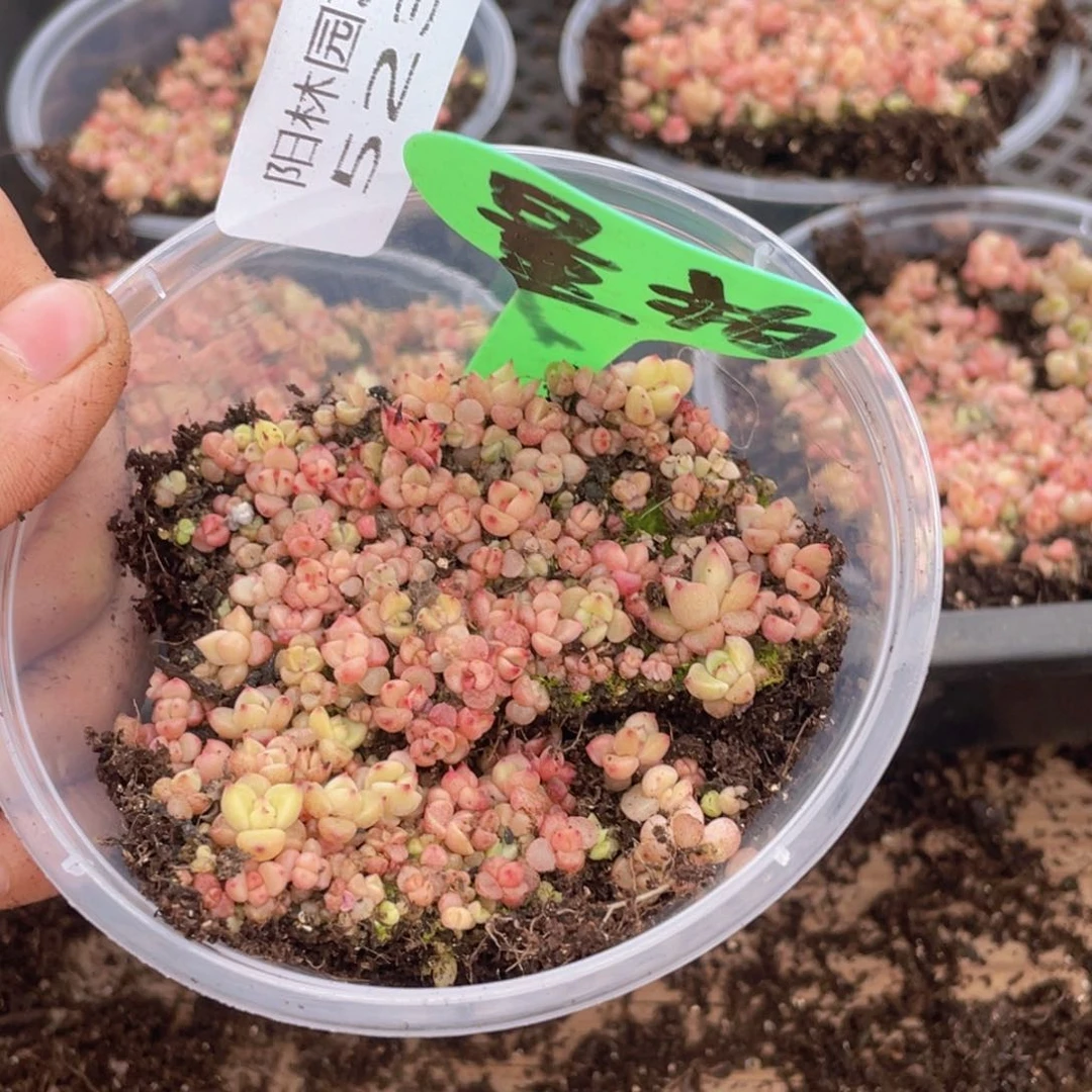 量拍多肉植物多肉植物523