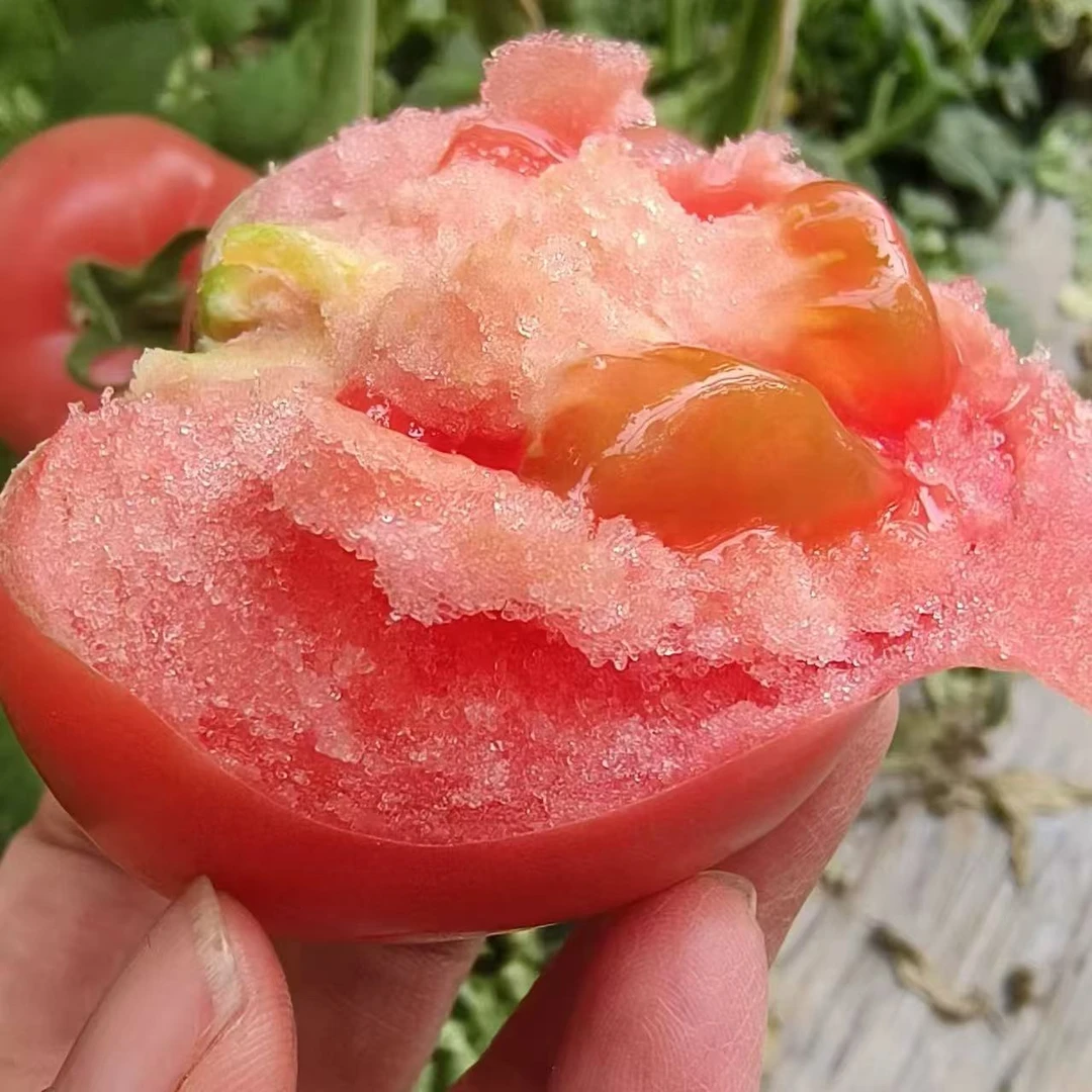 山东西红柿生吃番茄新鲜水果当季整箱沙瓤自然生吃成熟西红柿