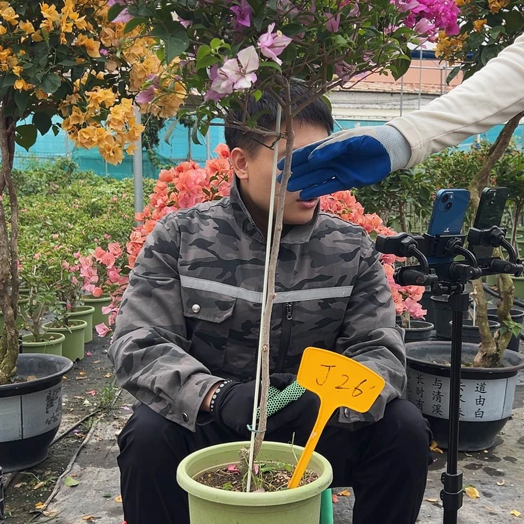 紫***）大部分花苞少量开放J26雪紫