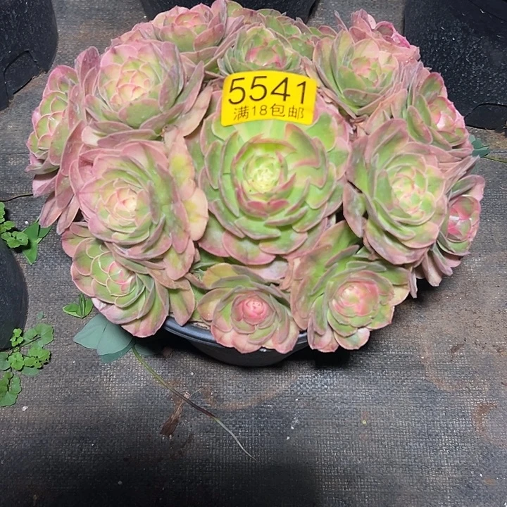 541 精品多肉法师锦