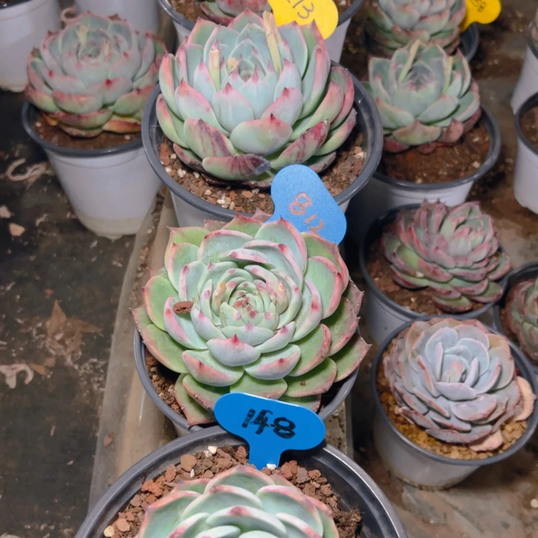 惊鸿娃娃两颗148.812.213.68号