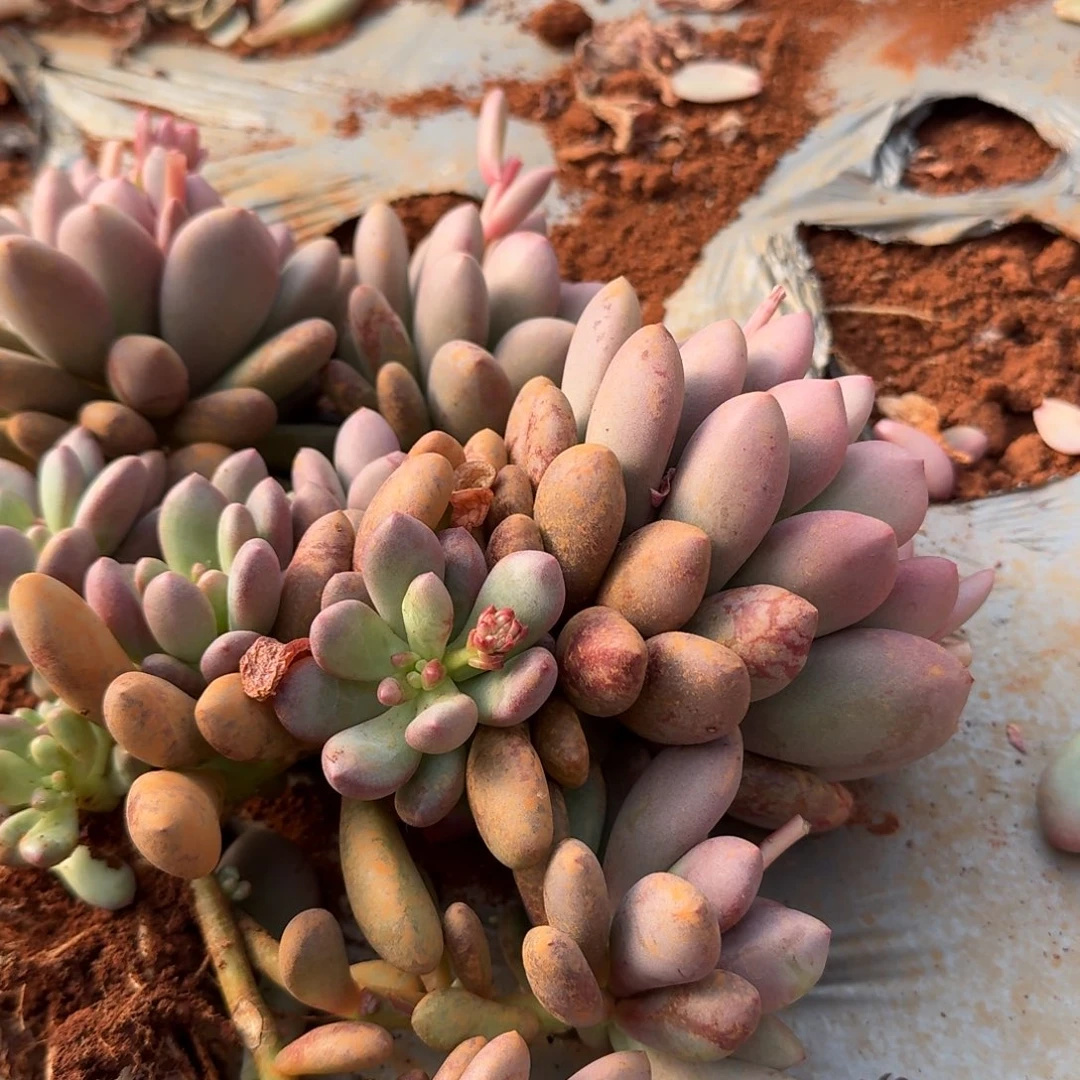 桃心一颗量拍19-52