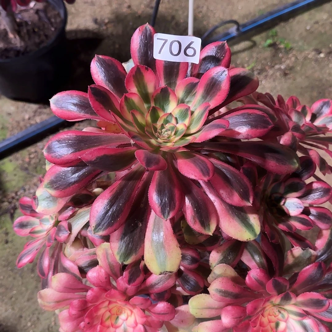 多肉植物初恋706法师