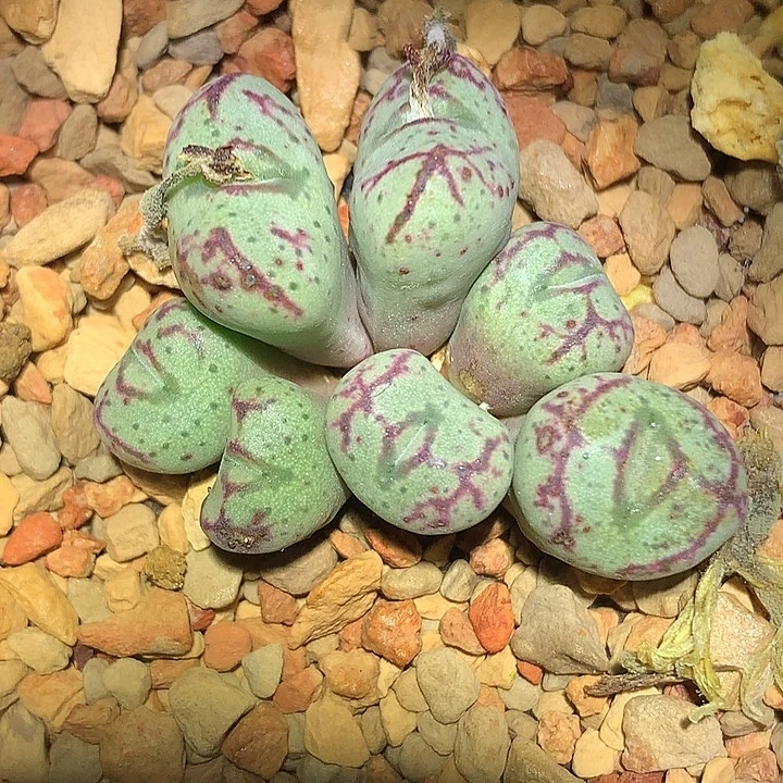 精品多肉植物精品杂交