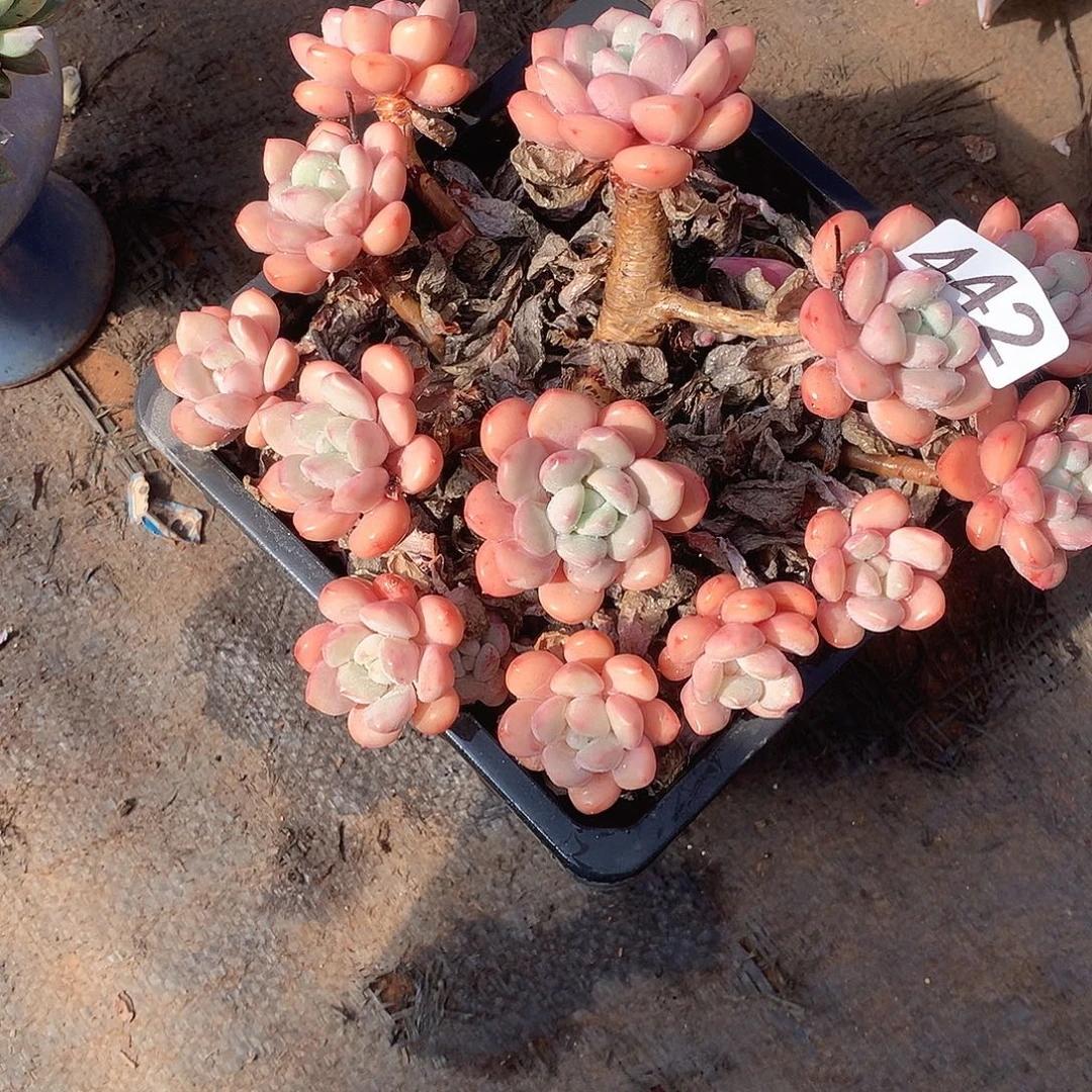 442 一物一拍多肉！