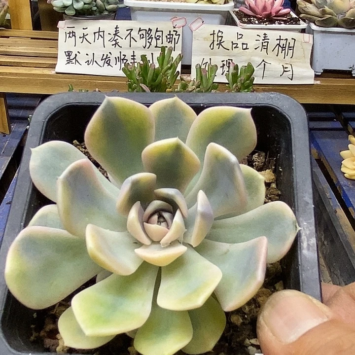 29229 汉堡覆轮锦