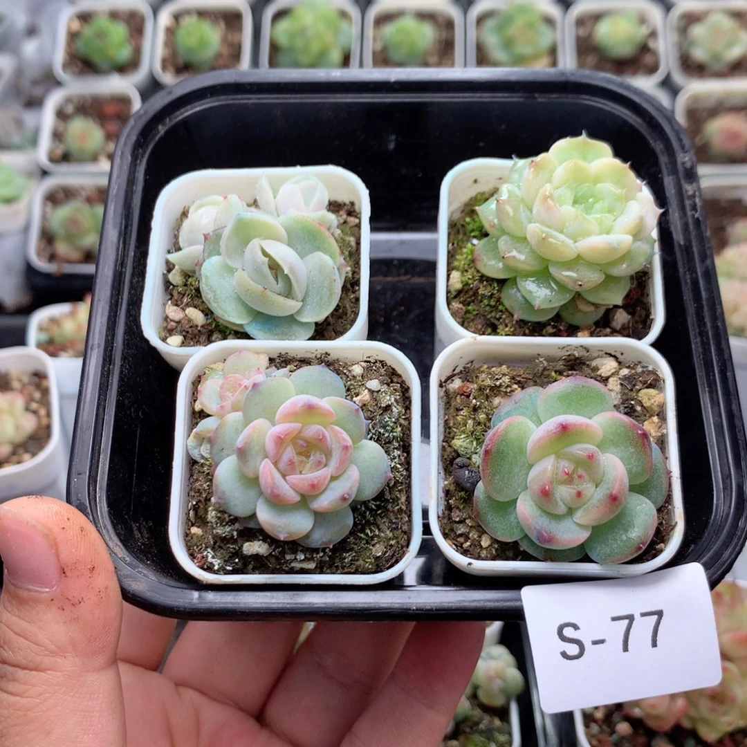 无花朵S77英语英语