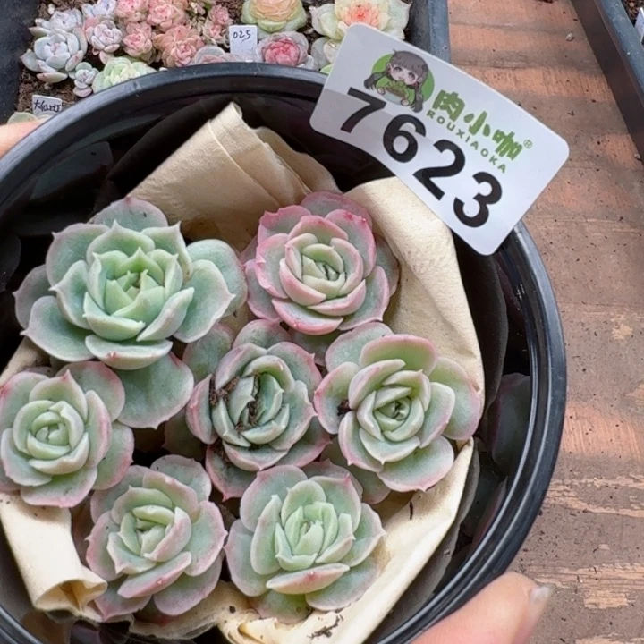 多肉植物多肉植物