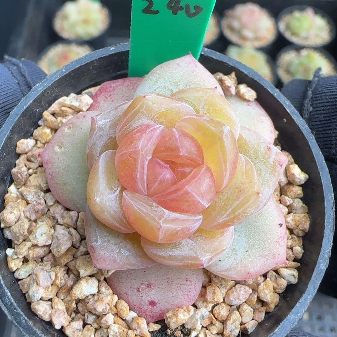 多肉240   糖心   5厘米盆