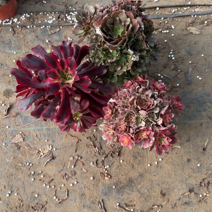 一单包邮不包侧枝62