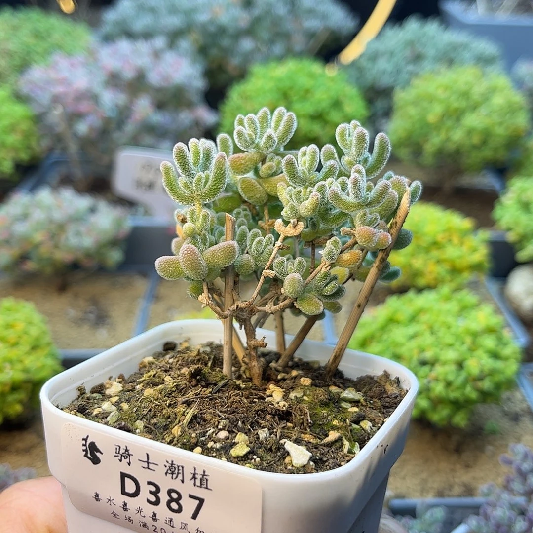 387优选冰晶枝干多肉