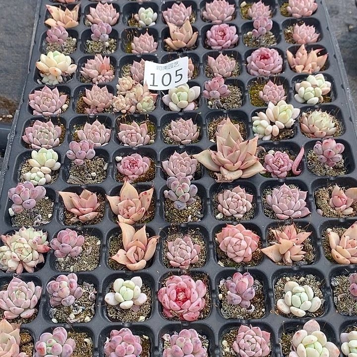105 多肉植物盆栽花卉植物