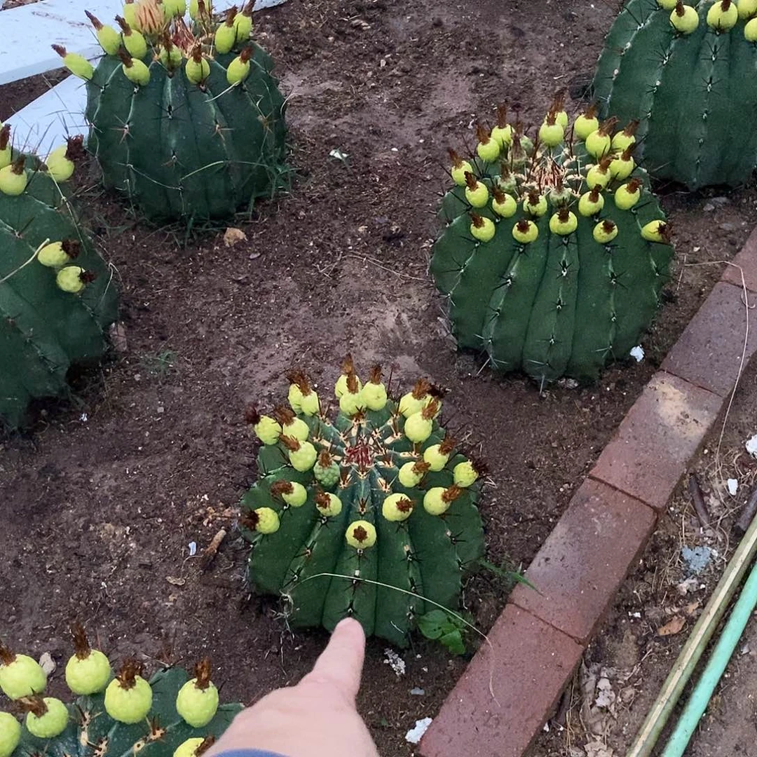 金**麻0000000000000000