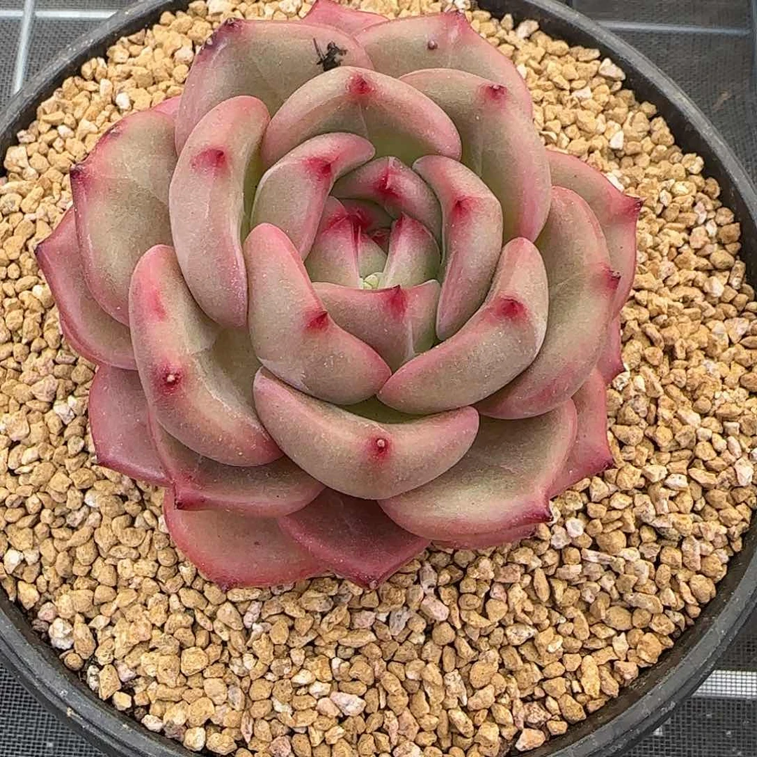 从前慢花园精选Q橙多肉