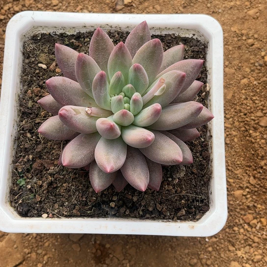 寄养链接发货链接发货链接发货链接