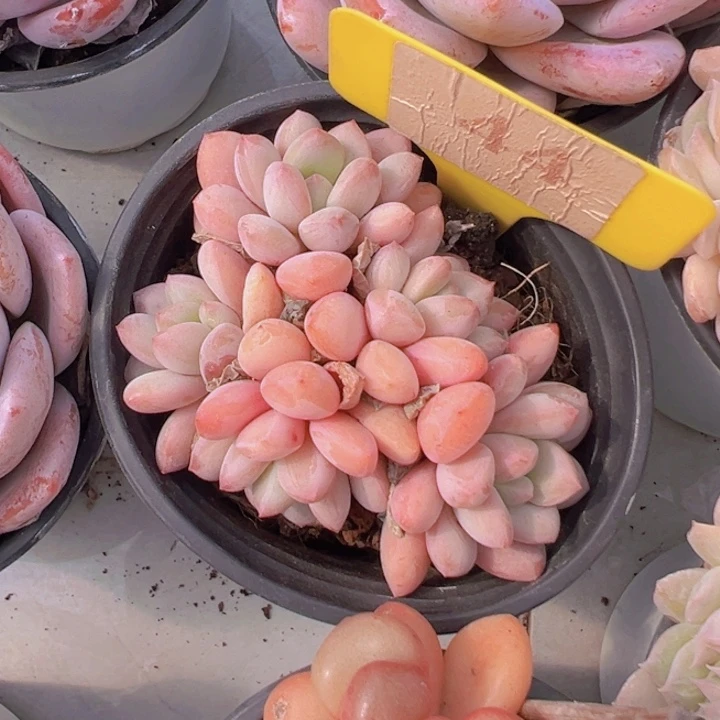 健健康康平平安安