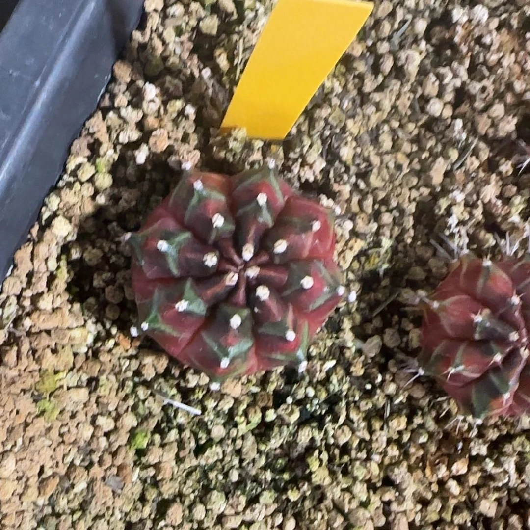 L795-0103泰国发货 一加一