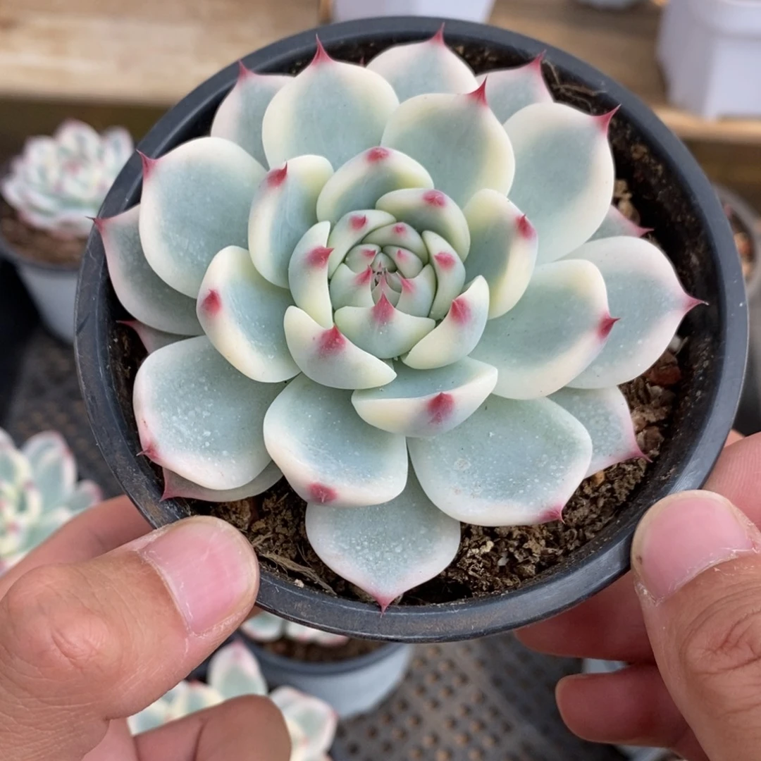 吉娃娃锦多肉植物7629