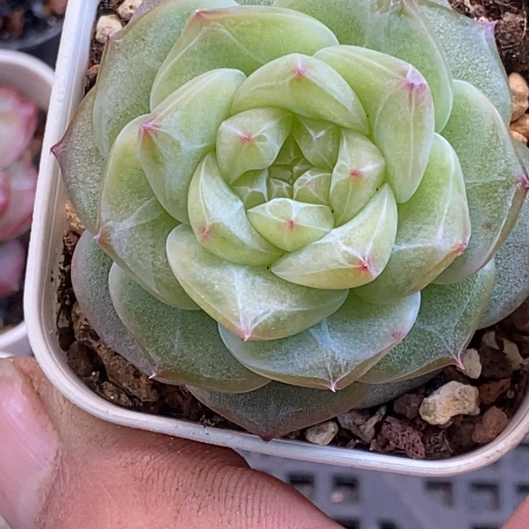 天官赐福百无禁忌