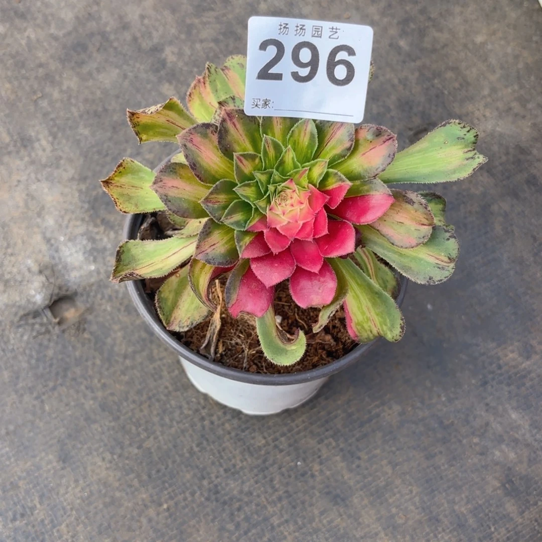 12345  296多肉法师